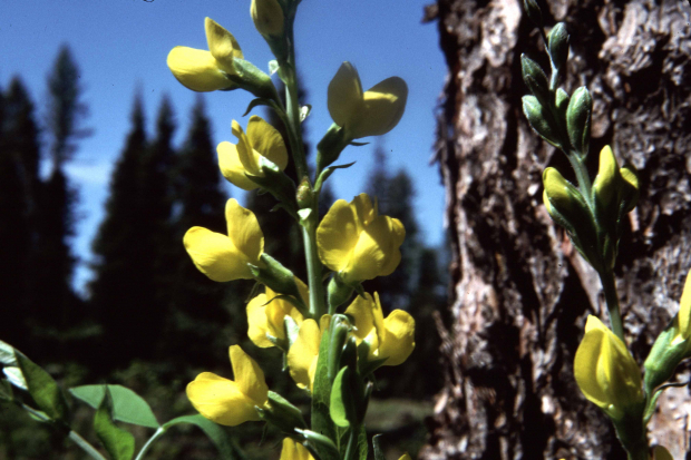 golden pea (Thermopsis montana)
